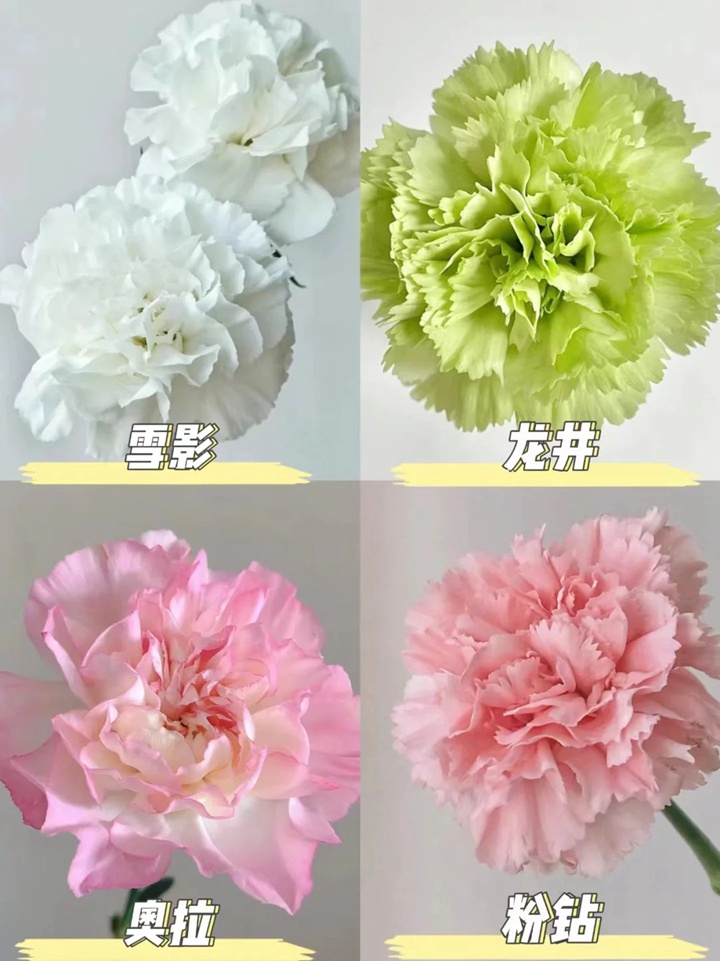 1733973069438230.jpg 康乃馨品种大全(多图详解)