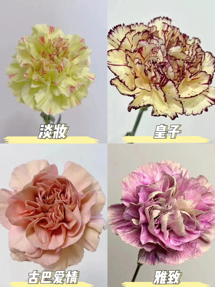 1733973069563542.jpg 康乃馨品种大全(多图详解)
