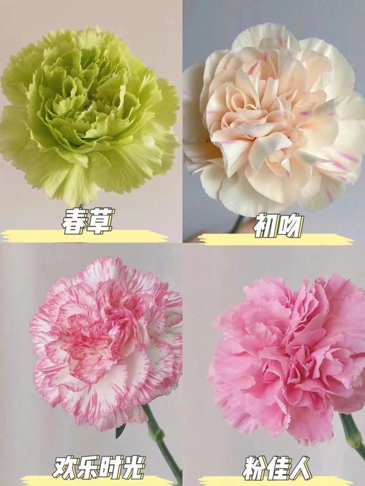 1733973069956344.jpg 康乃馨品种大全(多图详解)