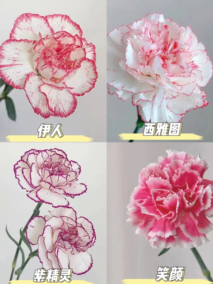 1733973069965502.jpg 康乃馨品种大全(多图详解)