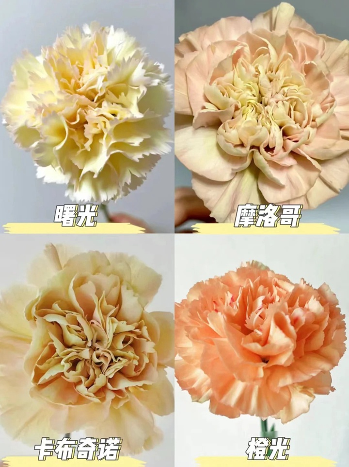 1733973069977511.jpg 康乃馨品种大全(多图详解)