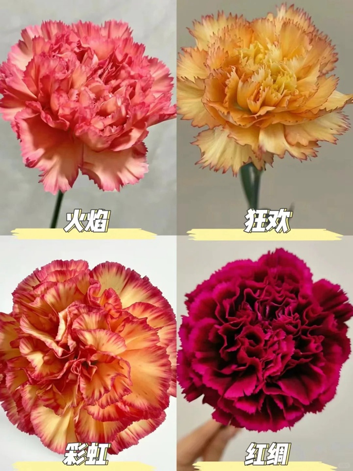 1733973069998190.jpg 康乃馨品种大全(多图详解)