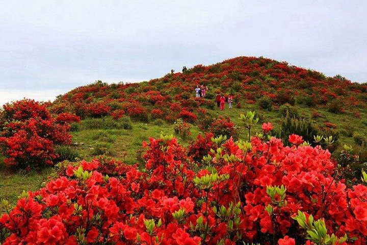 杜鹃花怕冷吗,冬天耐寒性怎么样