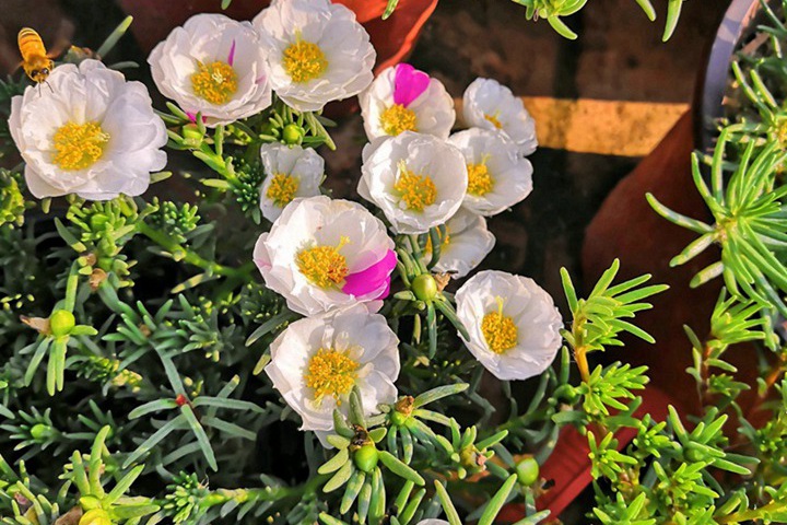冬天可以种植太阳花吗