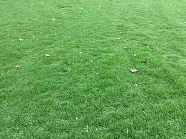 百慕大草坪是冷季型还是暖季型