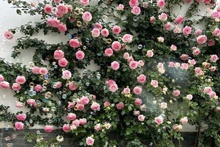 龙沙宝石月季一年能开几次花