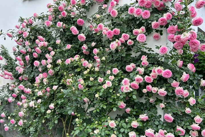 龙沙宝石月季一年能开几次花