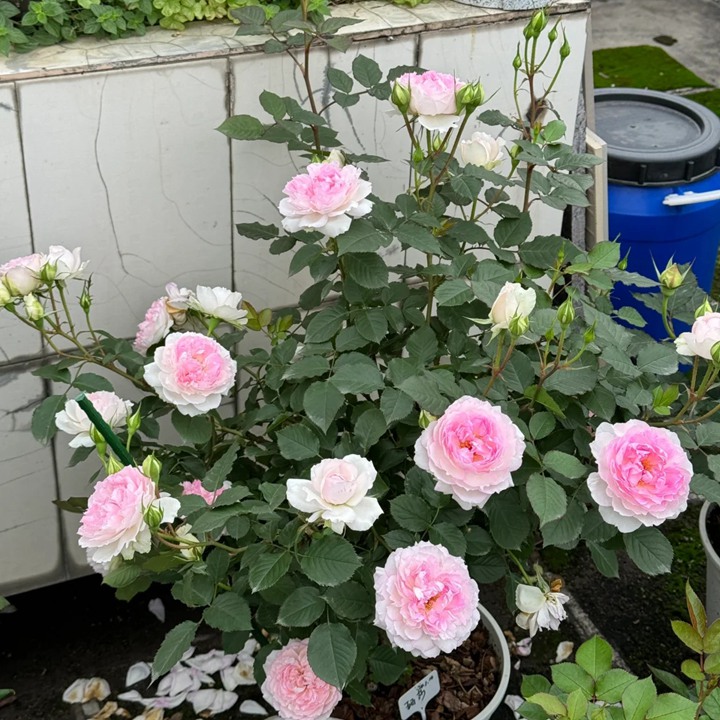 玛莎月季花有什么特点