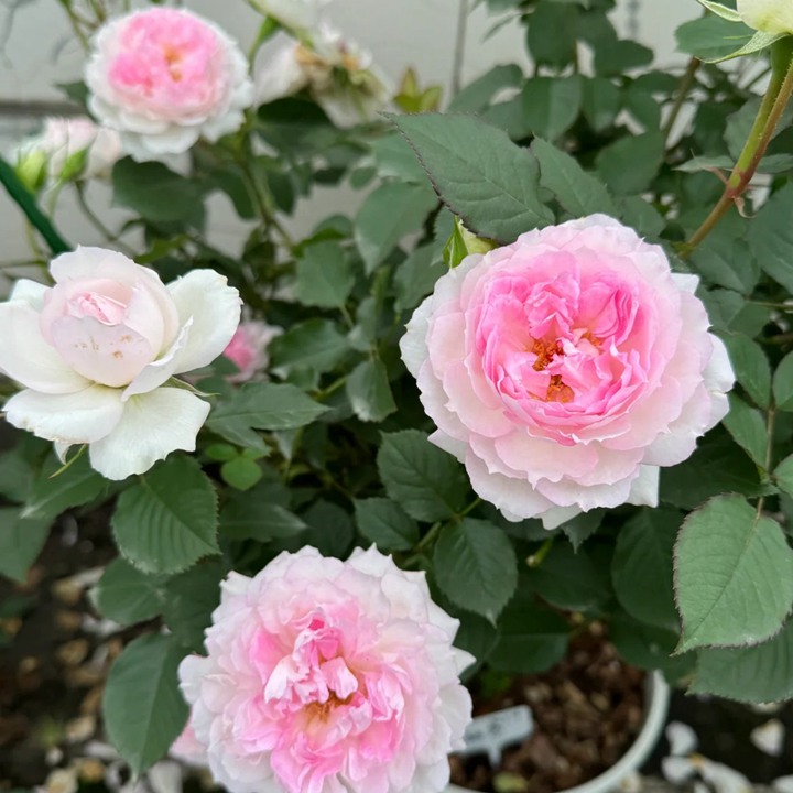 玛莎月季花有什么特点