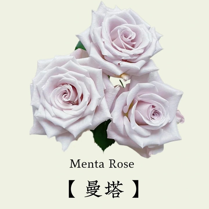 曼塔玫瑰的花语和象征寓意