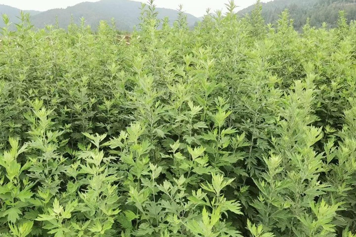冬天可以种植艾草吗？