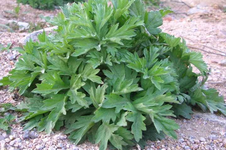 冬天可以种植艾草吗？