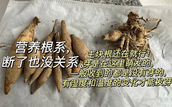 大丽花冬天会冻死吗