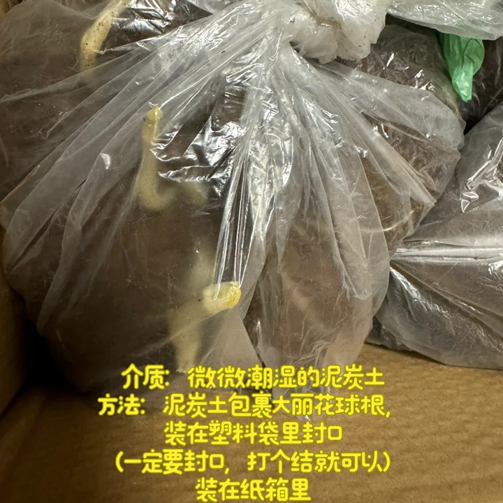 大丽花冬天会冻死吗