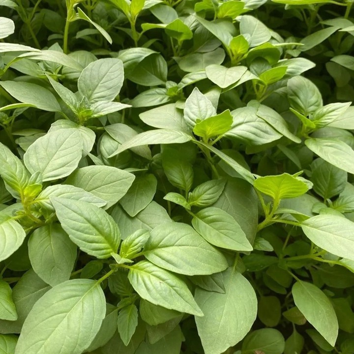 冬天可以种植荆芥吗