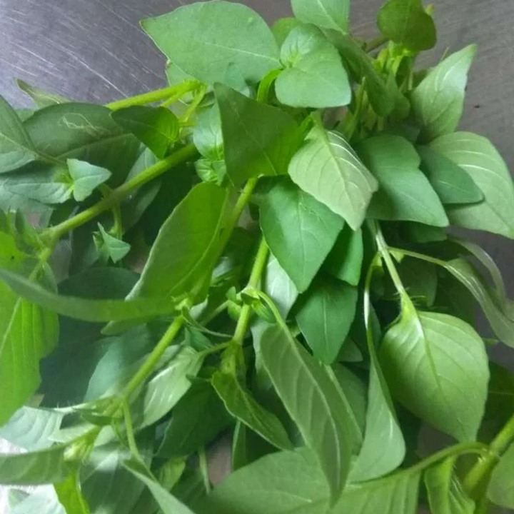 冬天可以种植荆芥吗