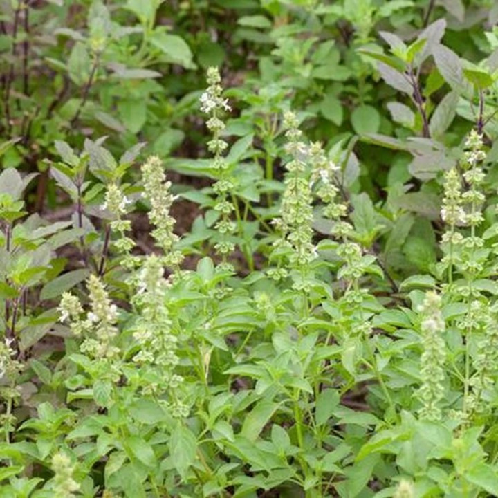 冬天可以种植荆芥吗