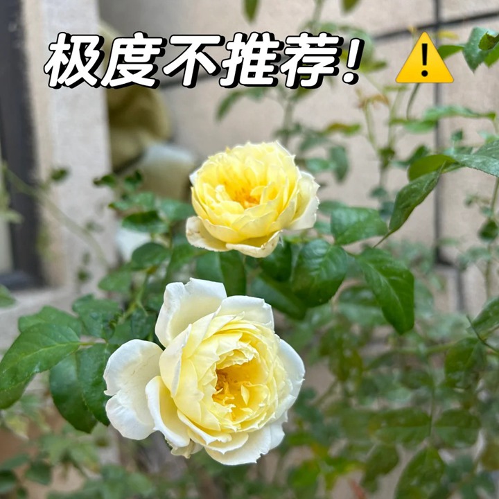 柠檬雪酪月季广东表现