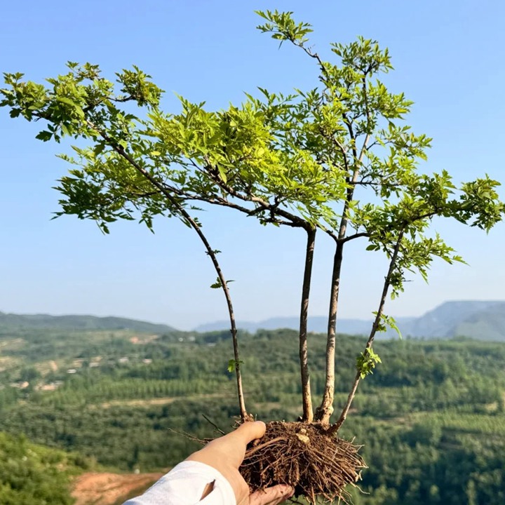 冬天可以种植黄荆吗