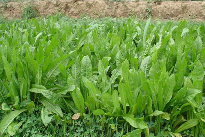 菊苣冬天能种吗,菊苣种植时间