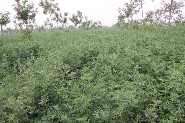 冬天可以种植紫花苜蓿吗