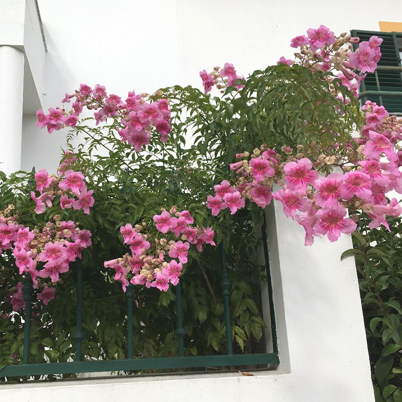 凌霄花在冬天会死吗？