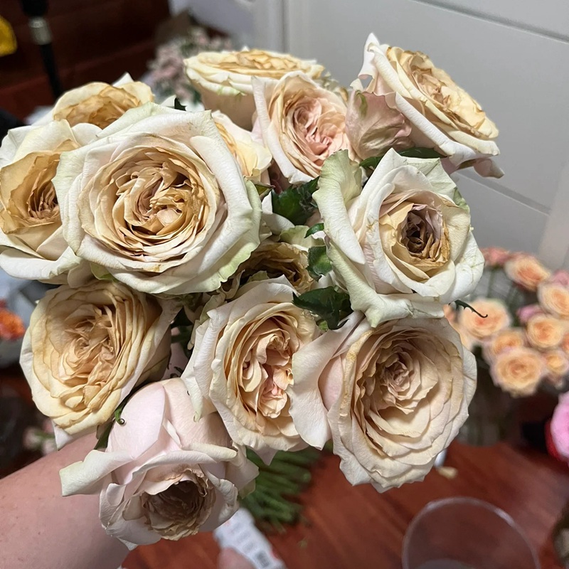 拾季月季的花语和寓意