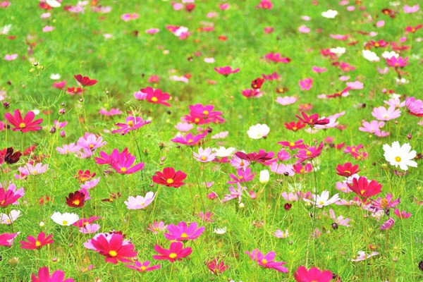 格桑花冬天会被冻死吗