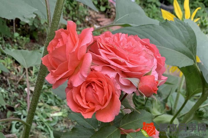 花草树木都有什么作用
