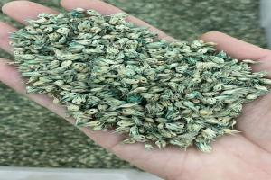 野牛草种子的种植方法及技巧