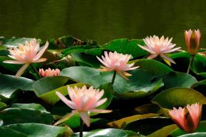 冬天可以种植睡莲吗