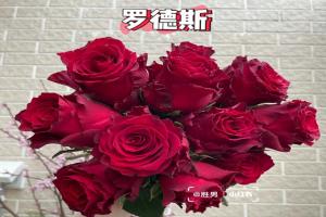罗德斯月季值得入手吗