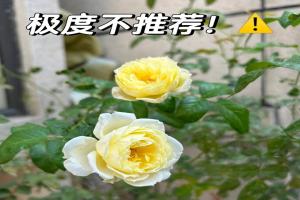 柠檬雪酪月季广东表现