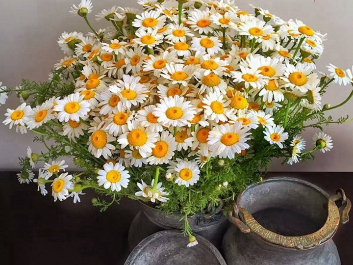 小雏菊的花语和象征寓意