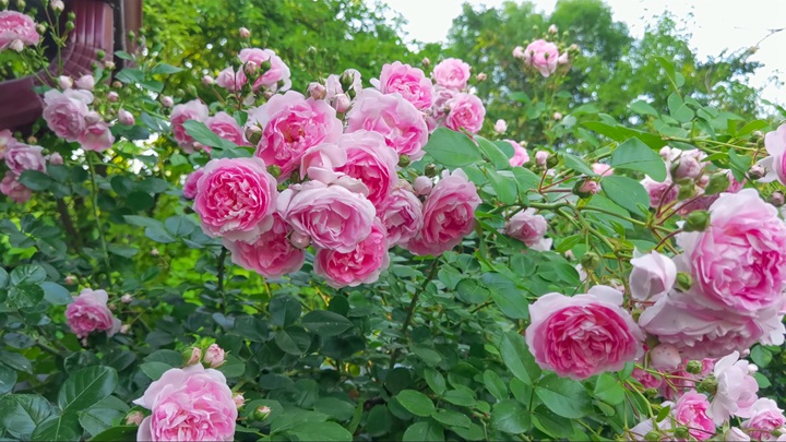 亚斯米娜月季的花语含义