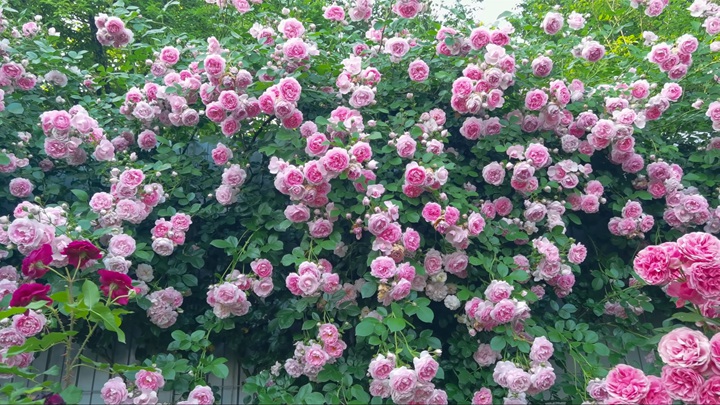 亚斯米娜月季的花语含义