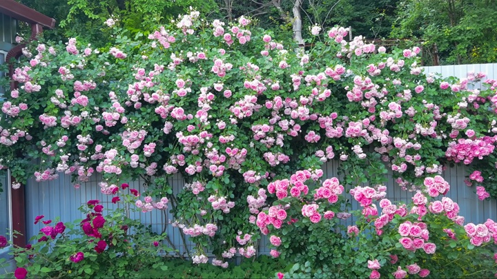 亚斯米娜月季的花语含义