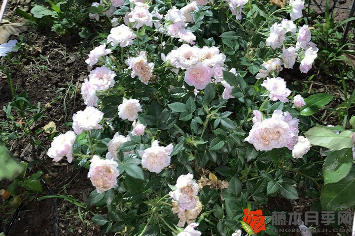 夜来香和月季有什么区别
