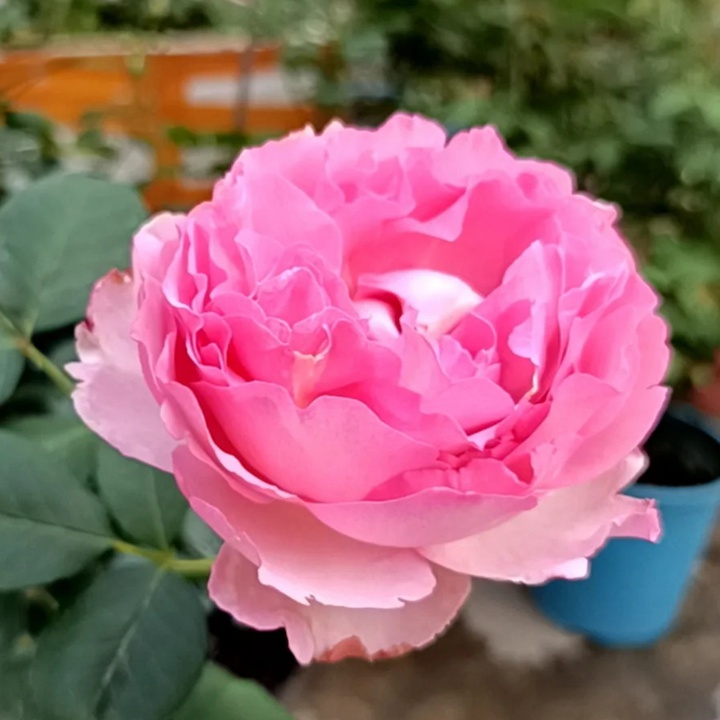 伊芙芳香催眠的养护方法