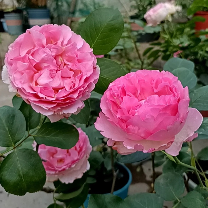 伊芙芳香催眠的养护方法