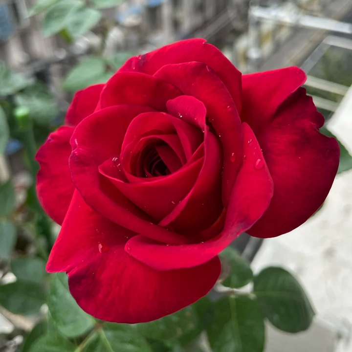 玫瑰先生 Mr Rose