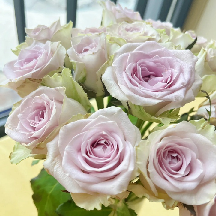 海洋之谜 Fifth Avenue