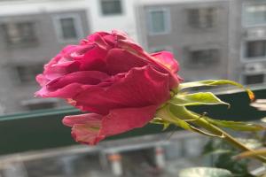 葡萄紫