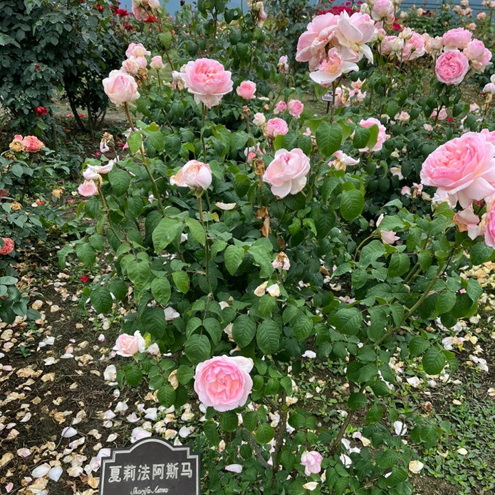 夏莉法阿斯玛 Sharifa Asma