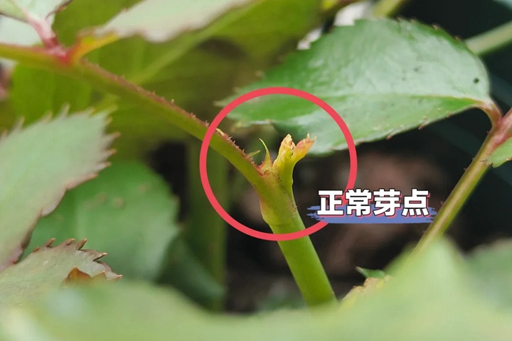 月季盲枝盲芽图解