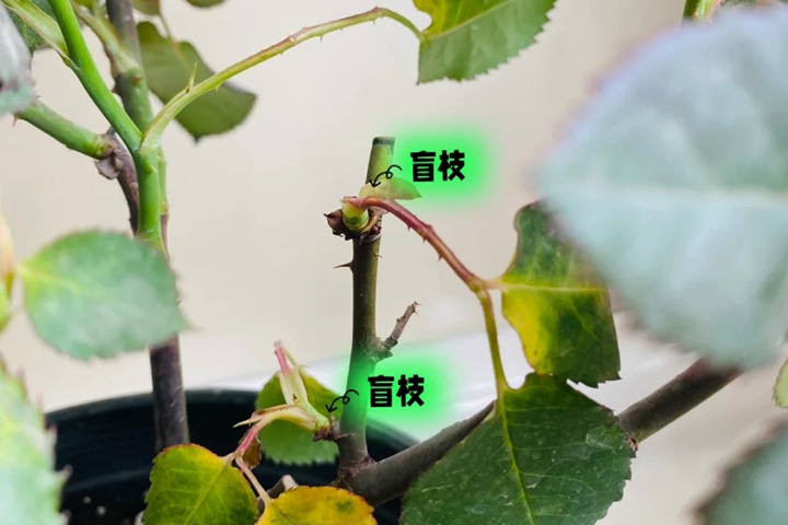 月季盲枝盲芽图解