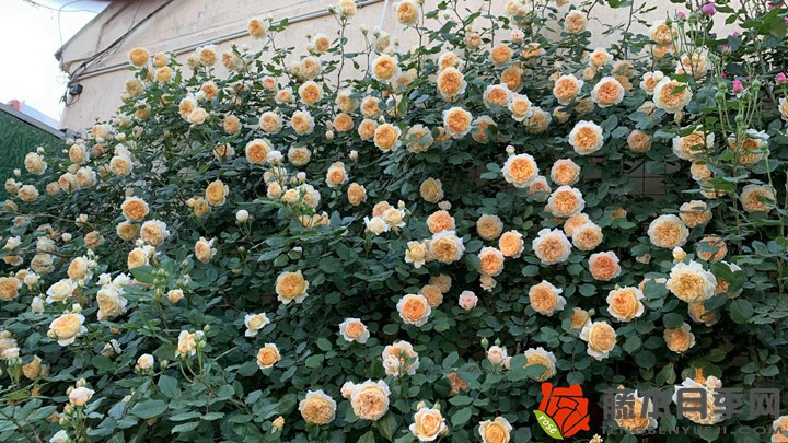 怎样让月季花多开花