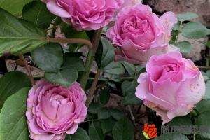 月季花苞打不开是什么原因