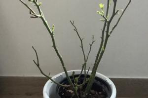 月季只剩杆如何恢复