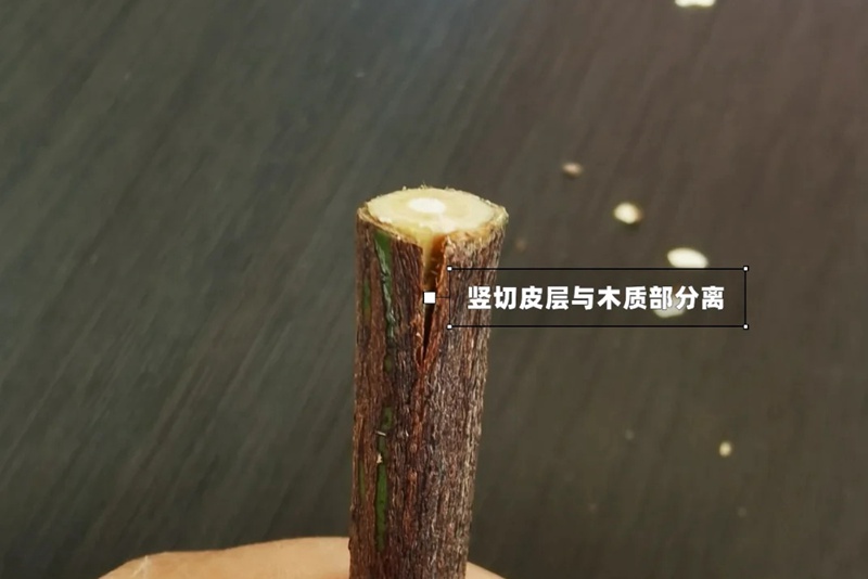 月季嫁接技术大全(多图详解)